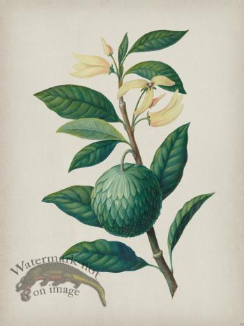 Andean Botanicals 030